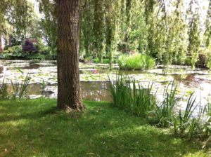 Arbre au bord de l'eau